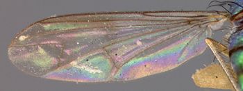Media type: image;   Entomology 15990 Aspect: wing